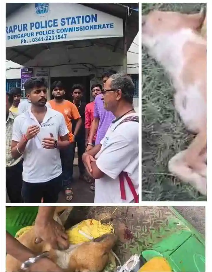 हीरापुर में कुत्तों को जहर: तीन की मौत, दो जिंदगी और मौत से जूझ रहे 1 ezgif 69ac39e758e149