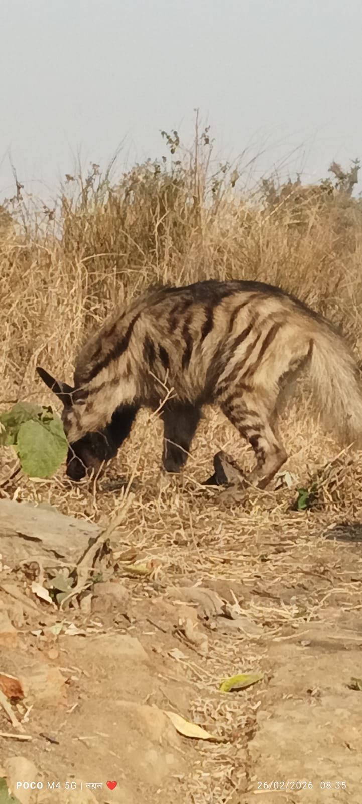 जामुड़िया में हायना का आतंक खत्म, वन विभाग के जाल में फंसा जंगली जानवर 1 ee0c497b f48a 4aad 9e61 ed3eeb7bc5de