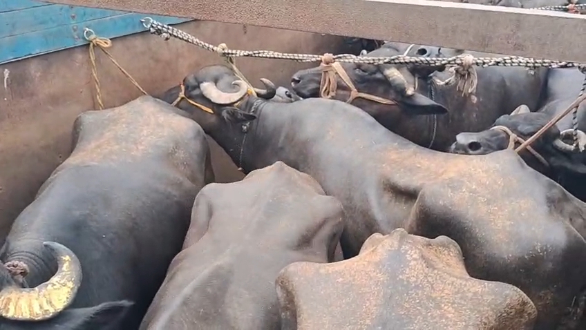 सीमा पर बड़ी कार्रवाई: गौरक्षा समिति की सूचना पर मवेशियों से भरा ट्रक जब्त, 4 गिरफ्तार